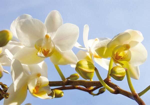 a010 ansichtkaart hophew studio - orchidee