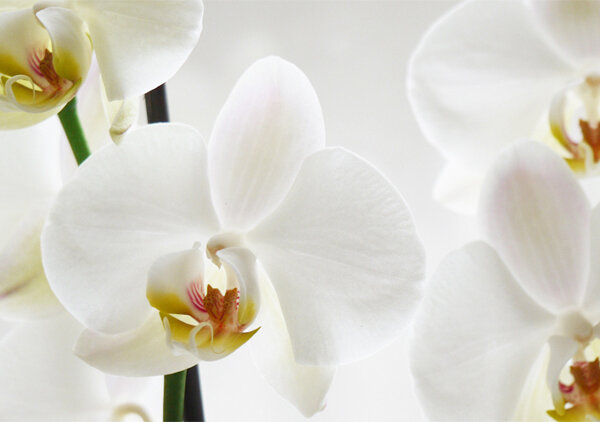 a038 ansichtkaart mano - orchidee