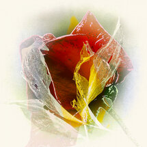 IGP8771 Matthias Baumann kaart - rode roos