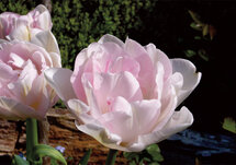 a078 ansichtkaart mano - roze tulp