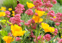 a066 ansichtkaart mano - rode en gele bloemen