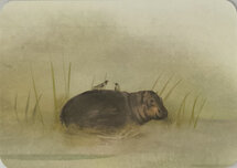 JB308 Jenny Bakker ansichtkaart - nijlpaard