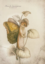 JB403 Jenny Bakker ansichtkaart - hermelijnvlinder