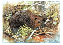 16233 ansichtkaart bever