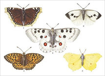 16508 ansichtkaart vlinders