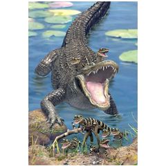 AGPC024 3D Postcard Gators
