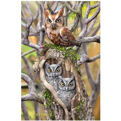 AGPC029 3D Postcard Owls