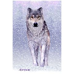 AGPC030 3D Postcard Snow Wolf