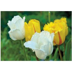 a077 ansichtkaart mano - tulpen wit geel
