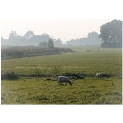 a084 ansichtkaart mano - schapen