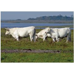 a087 ansichtkaart mano - witte koeien bij water