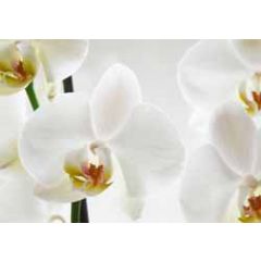 a038 ansichtkaart mano - orchidee