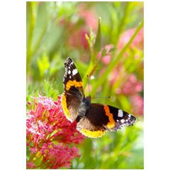 MH091 Grote kaart Mano - vlinder op bloem