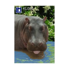kl086 wisselbeeldkaart - nijlpaard