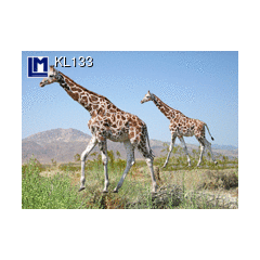 kl133 wisselbeeldkaart - giraffe