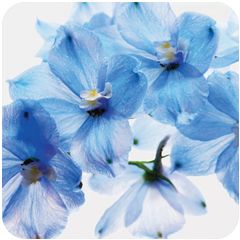 V480 ansichtkaart met envelop - blauwe bloemen | mano cards groothandel