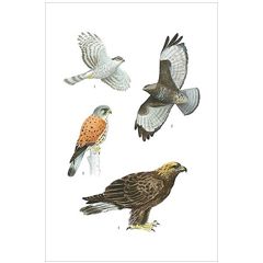 16520 ansichtkaart vogels - roofvogels | Hjelm | Mano cards groothandel