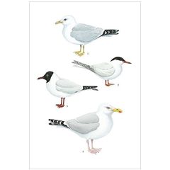 16519 ansichtkaart vogels - meeuwen | Hjelm | Mano cards groothandel