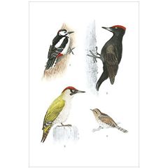 16518 ansichtkaart vogels - specht | Hjelm | Mano cards groothandel