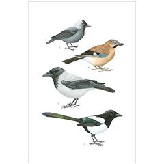 16517 ansichtkaart vogels - kraaien | Hjelm | Mano cards groothandel