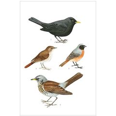 16513 ansichtkaart vogels - merel | Hjelm | Mano cards groothandel