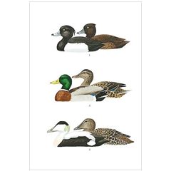 16515 ansichtkaart vogels - eenden | Hjelm | Mano cards groothandel